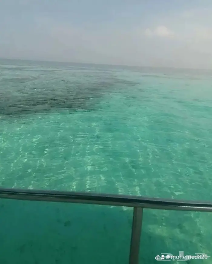 رحلات بحريه ورحلات جزيره بياضه شباب وعوائل مرسي الاحلام 3