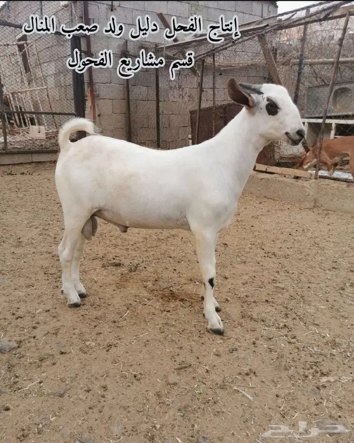 فحل بيشي صنف و معرف 9
