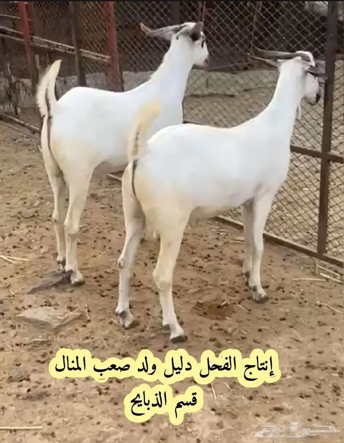 فحل بيشي صنف و معرف 10