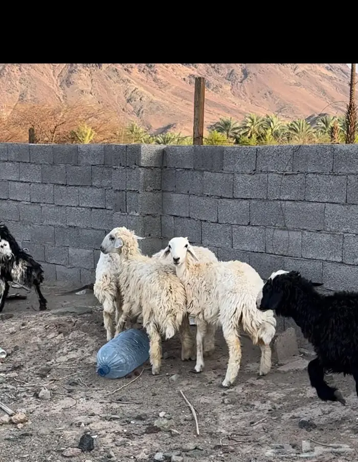 طليان ورخال 1