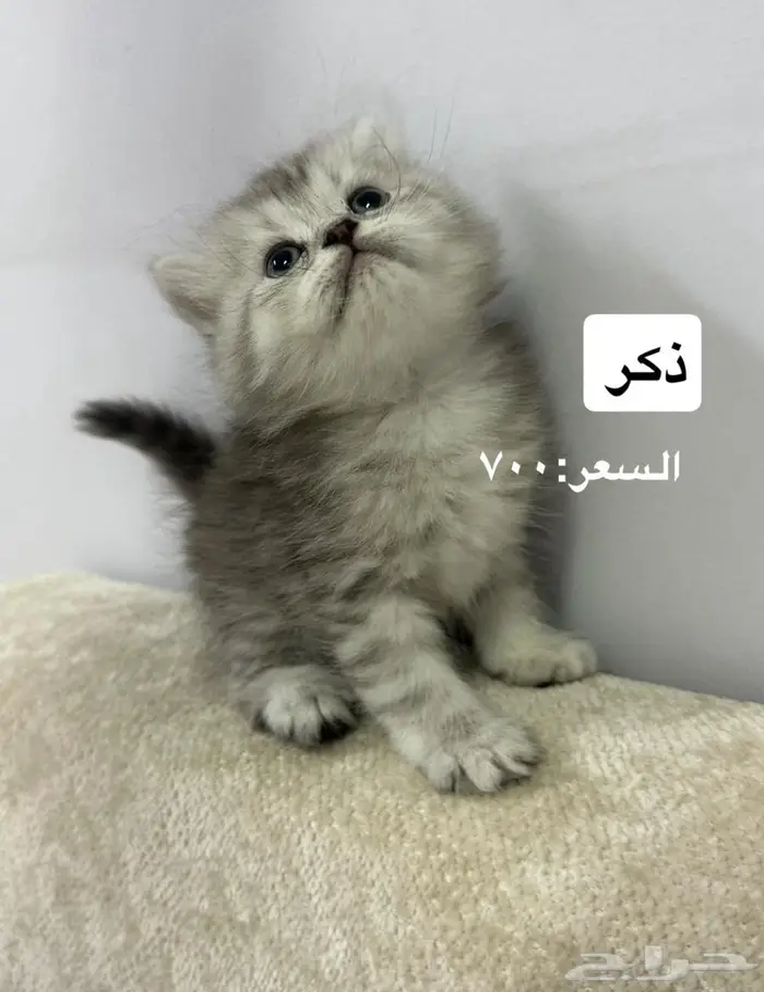 قطط سكوتش فولد وستريت 2