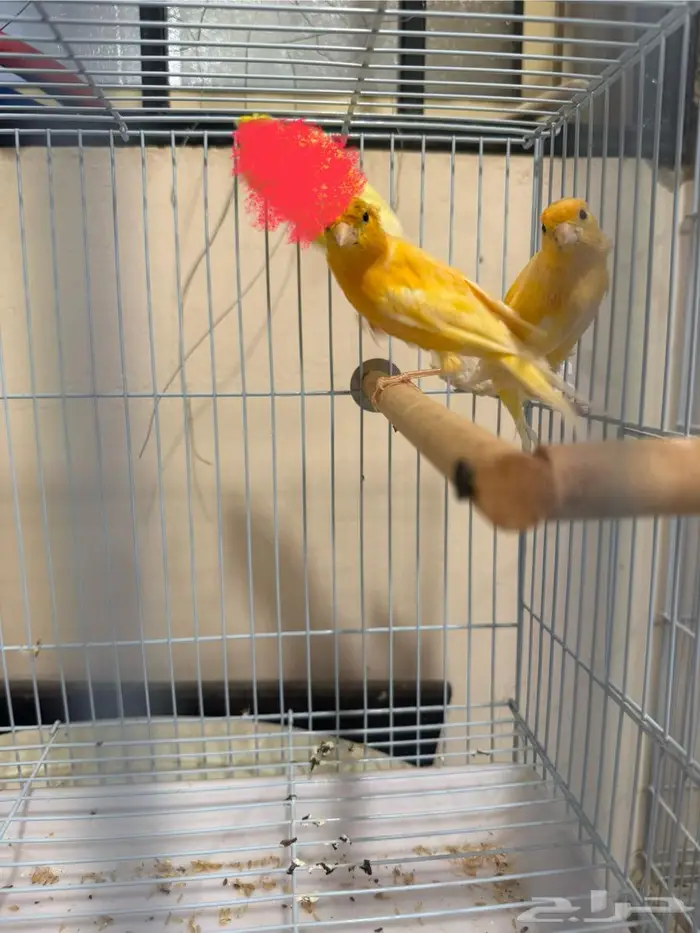 للبيع ذكرين كناري 6