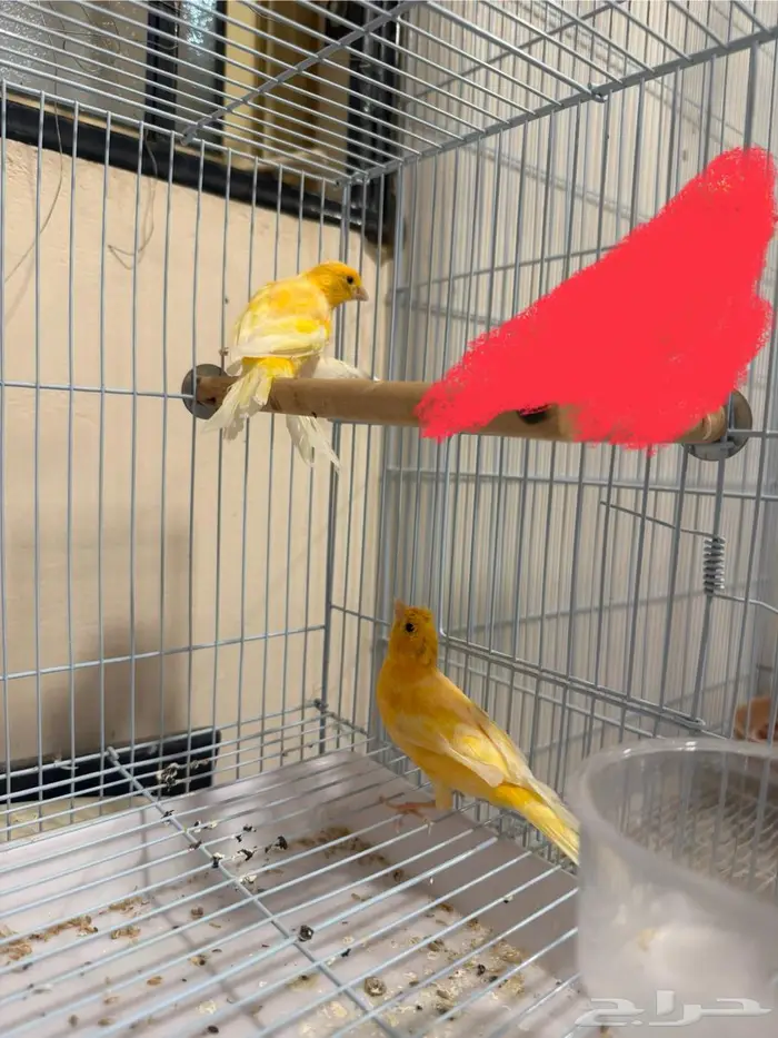 للبيع ذكرين كناري 4