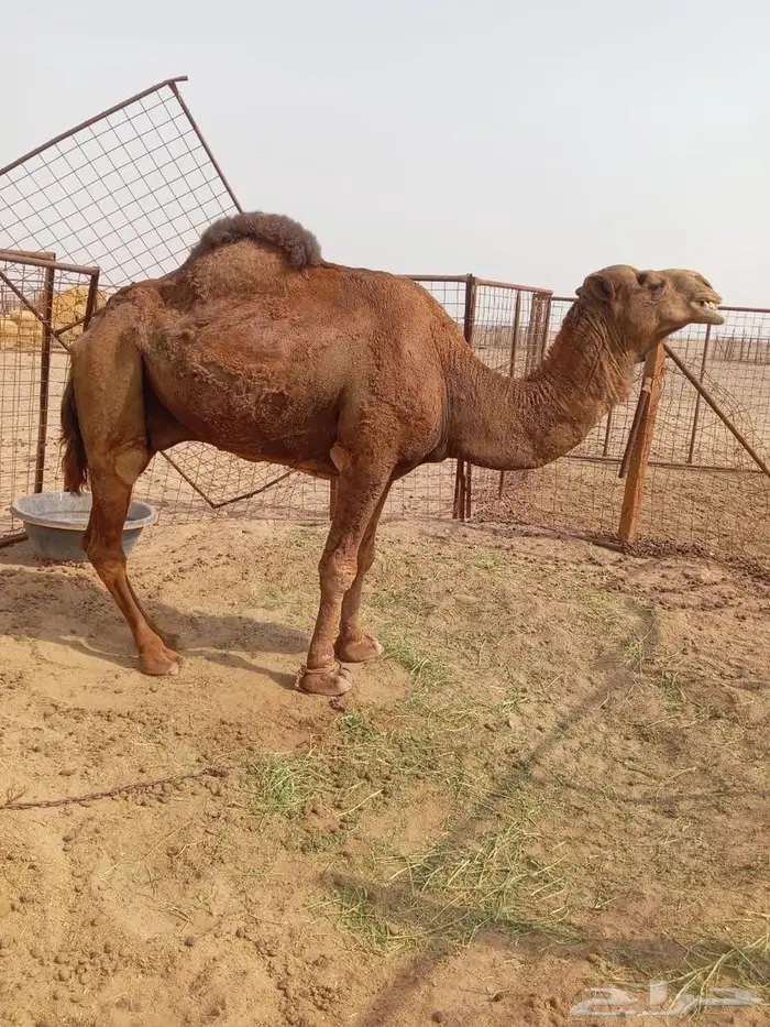 للبيع بعير أحمر 0