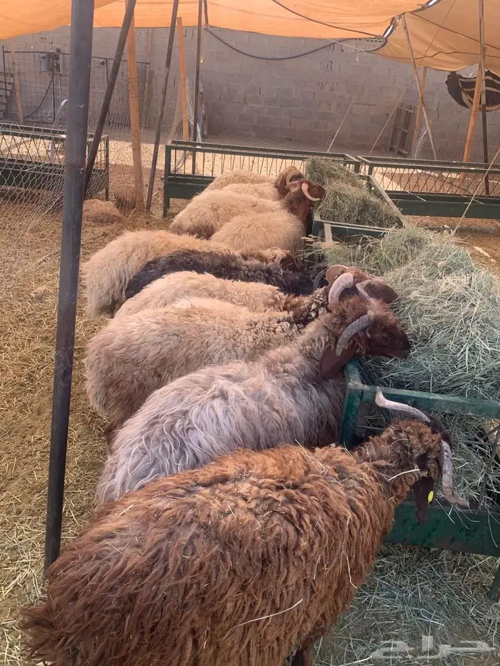 نعيمي وسواكن جدعان تربيه جمله وتفريد 3