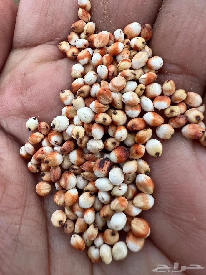 حب ذرة شاحبي (شهلا) الموقع احد المسارحة 0