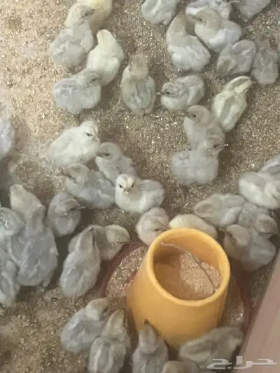 صوص فيومي المنيوم تم البيع 0