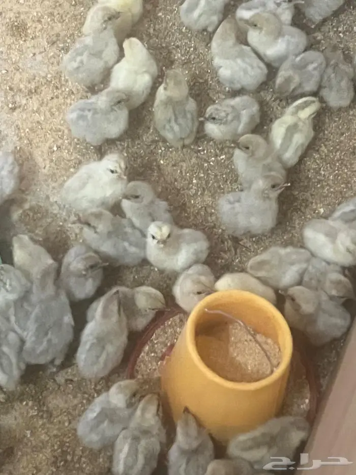 صوص فيومي المنيوم تم البيع 0