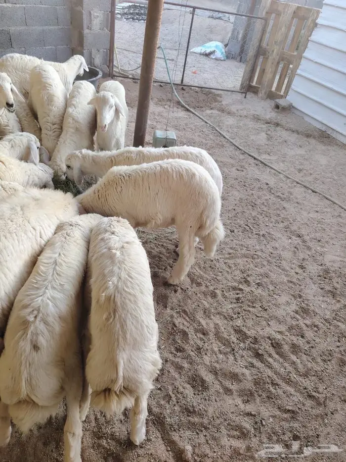 بهم حريات العدد 20 0