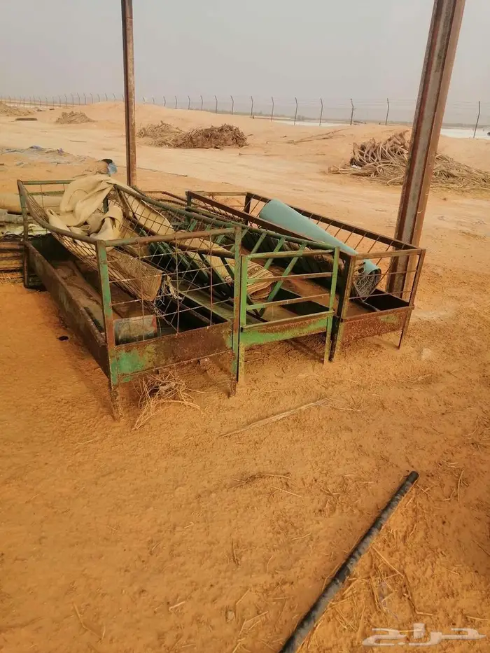 شبوك ومراكيز ابل وغنم ودجاج 8