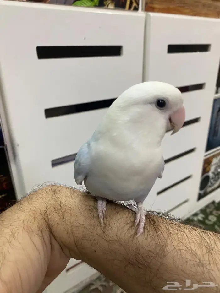 روز الليف يوجد توصيل 3