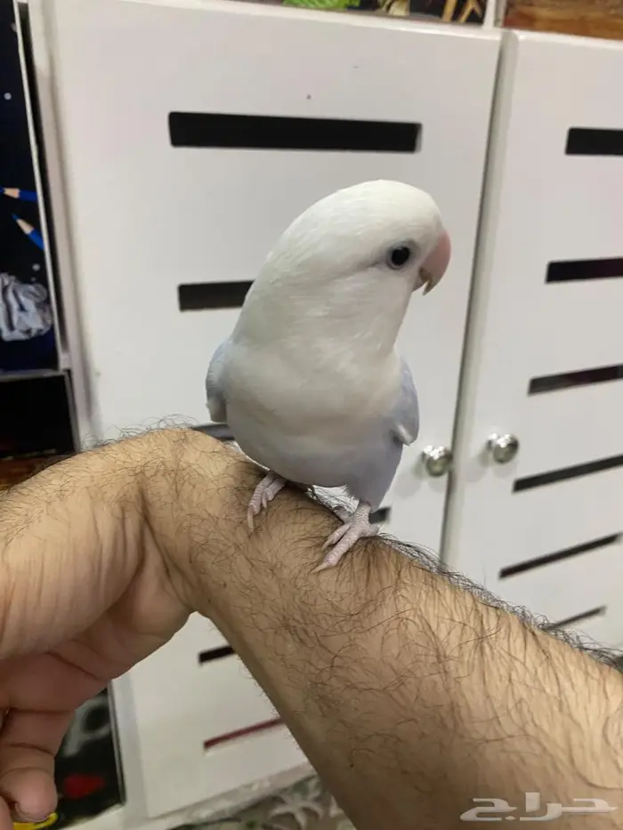 روز الليف يوجد توصيل 8