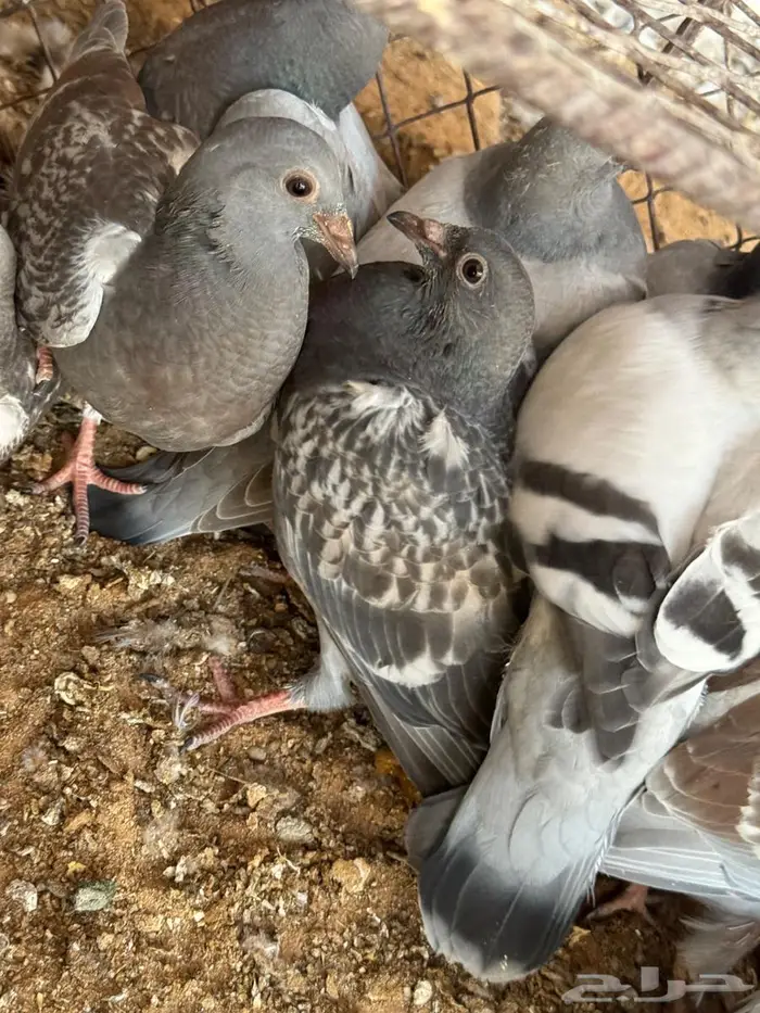 فراخة زاجل 1
