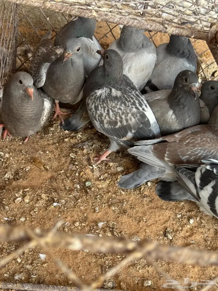 فراخة زاجل 0