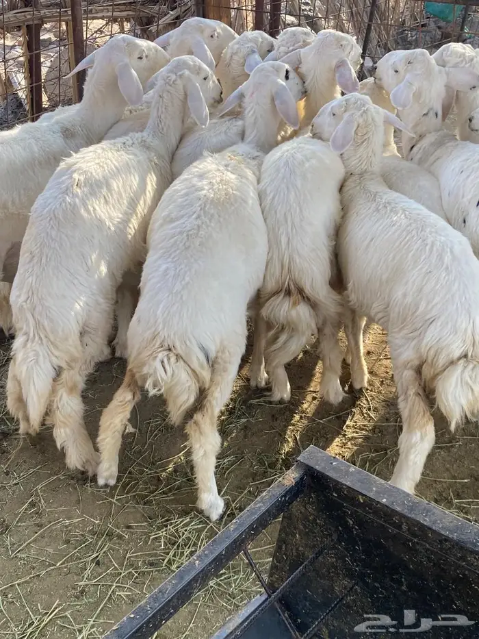 طليان 3