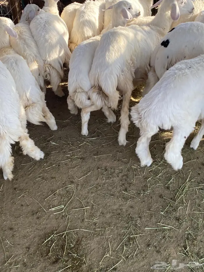 طليان 4