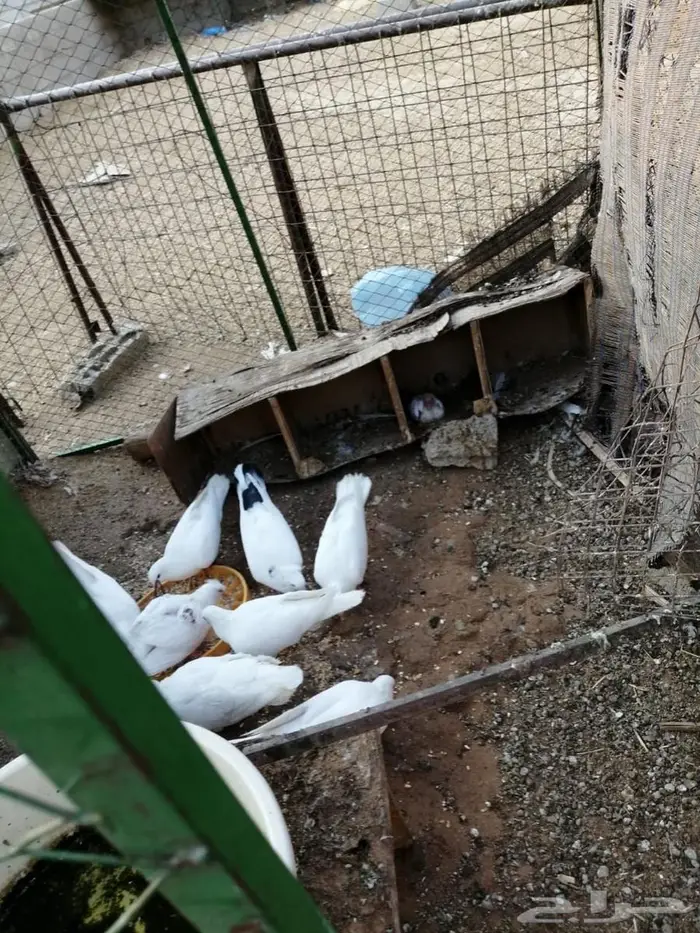 حمام مصري مع فرنسي حجم كبير مع عياله للبيع 2