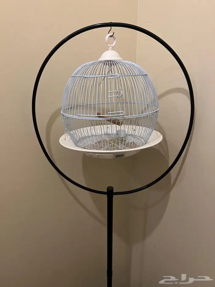 قفص عصافير نظيف 1