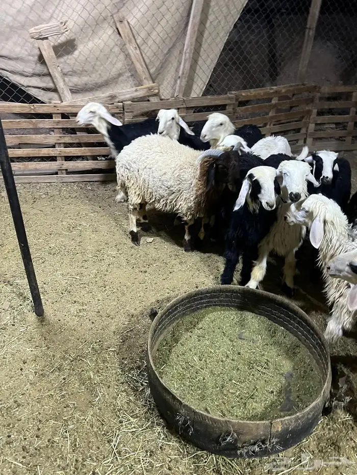 بهم نجد 3
