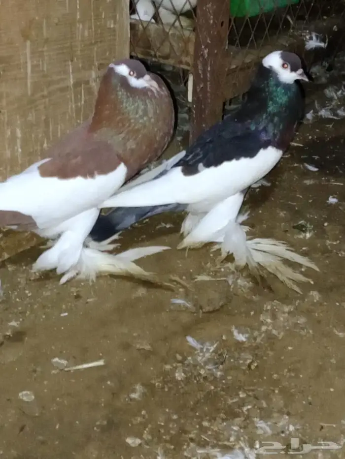 حمام نفاخ 0