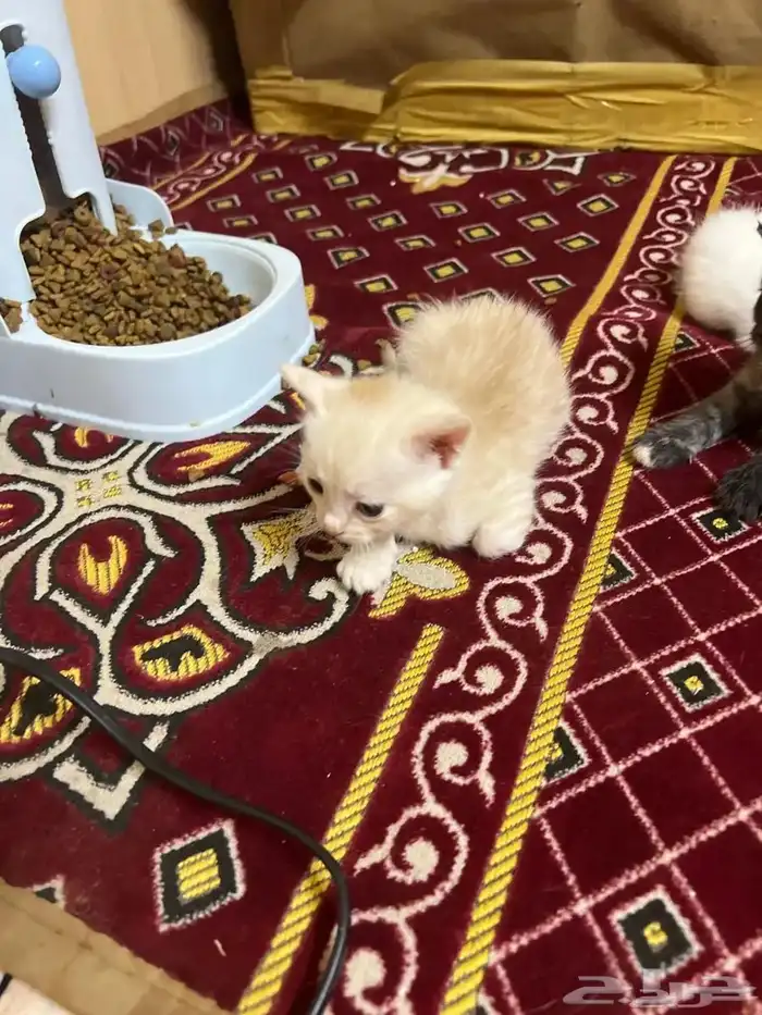 قط شيرازي مع 3 كتن اعمار 3 أسابيع للتبني بشرط مخافة الله 3