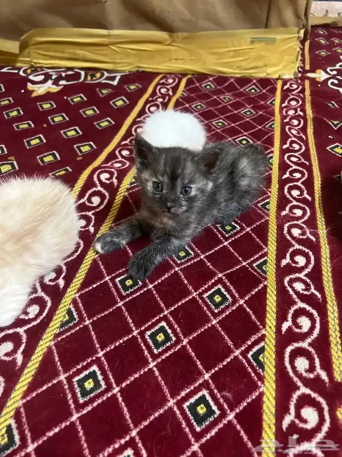 قط شيرازي مع 3 كتن اعمار 3 أسابيع للتبني بشرط مخافة الله 2