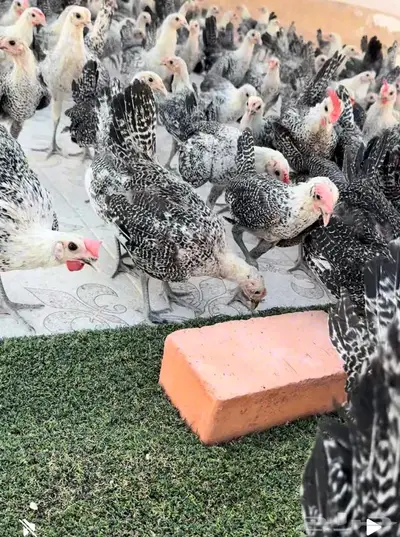 دجاج فيومي سلالة دم صافي جامبو 0