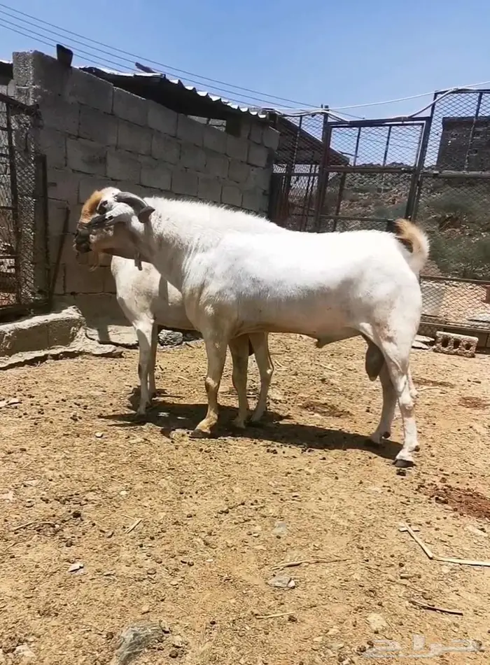 فحل بيشي صنف و معرف 0