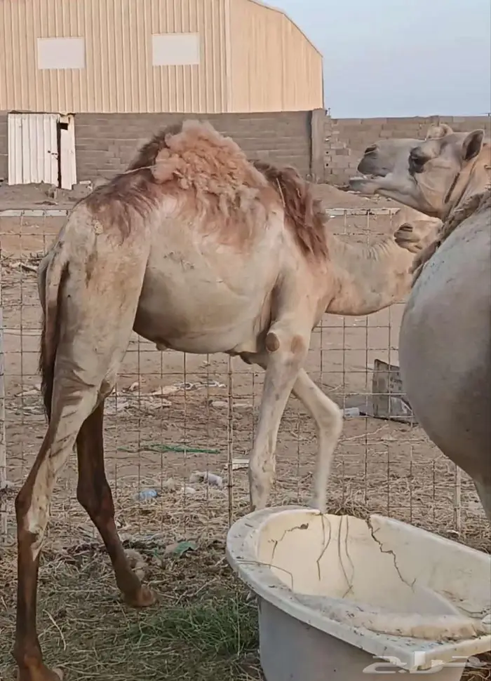 فرصة لأصحاب المناسبات والتوزيع الخيري 6