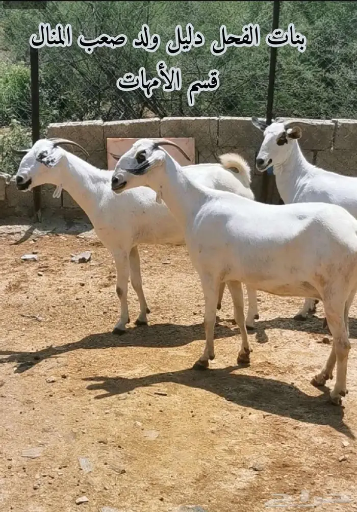فحل بيشي صنف و معرف 8