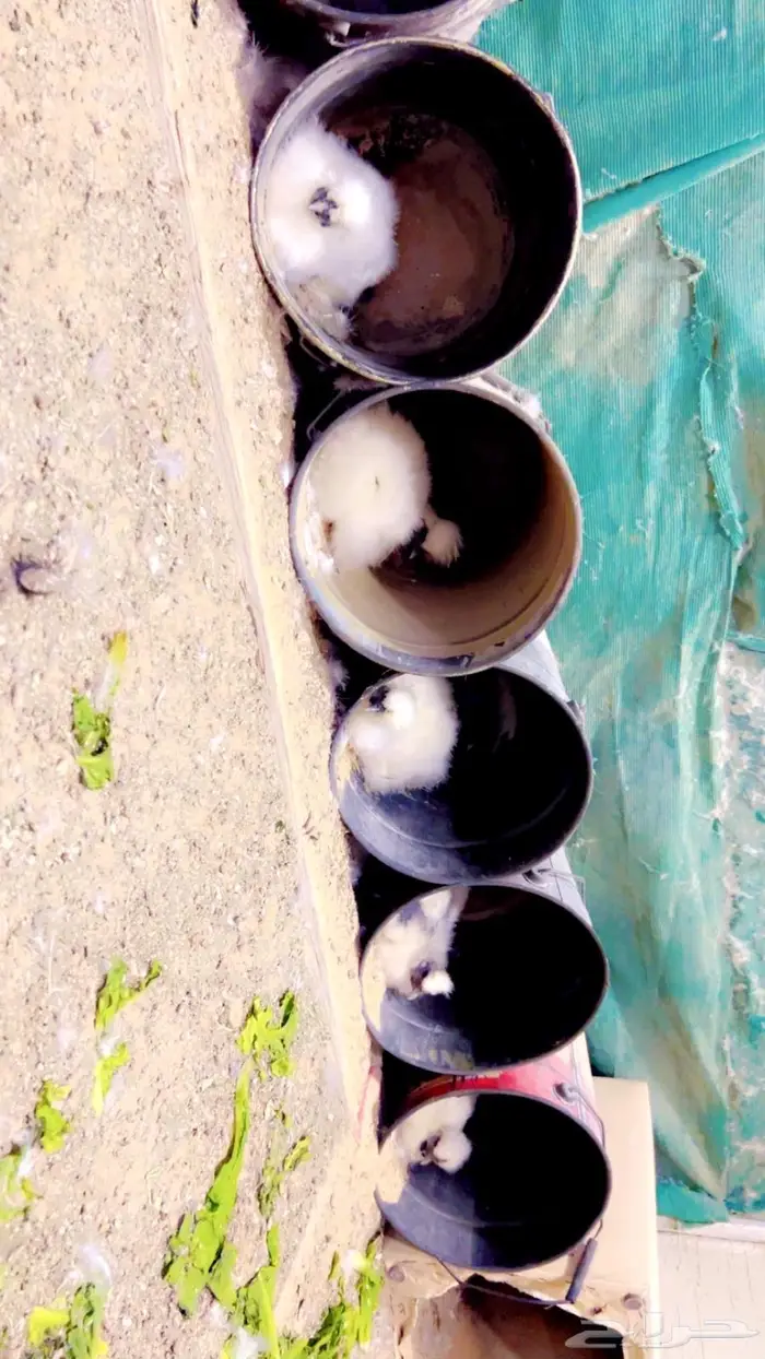 اطقم دجاج قطني 4