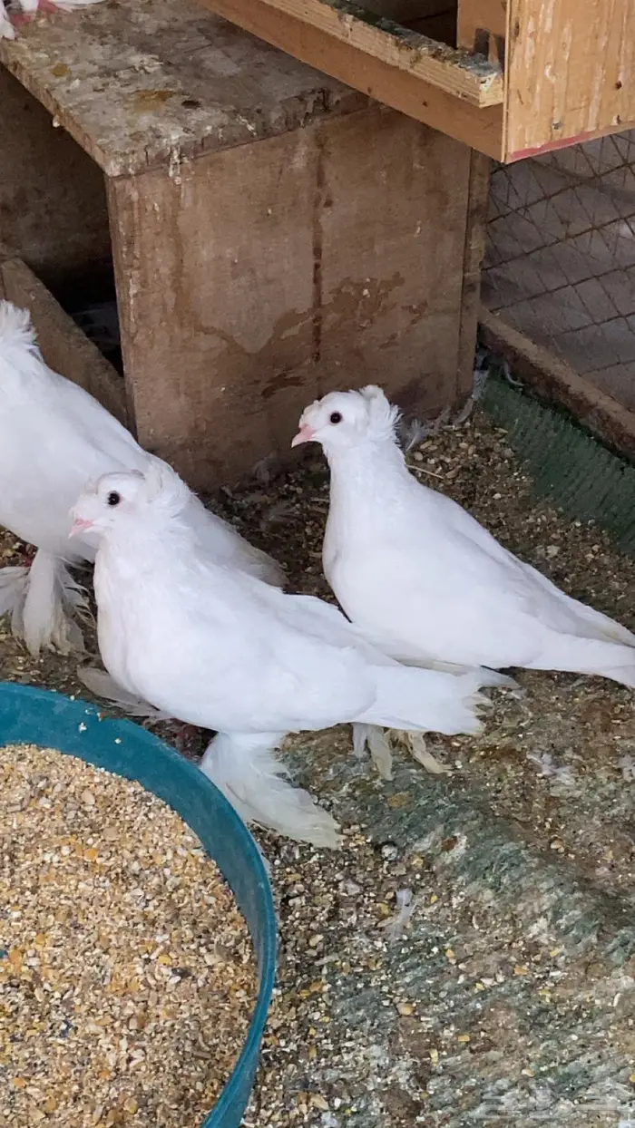 حمام نجفي 2