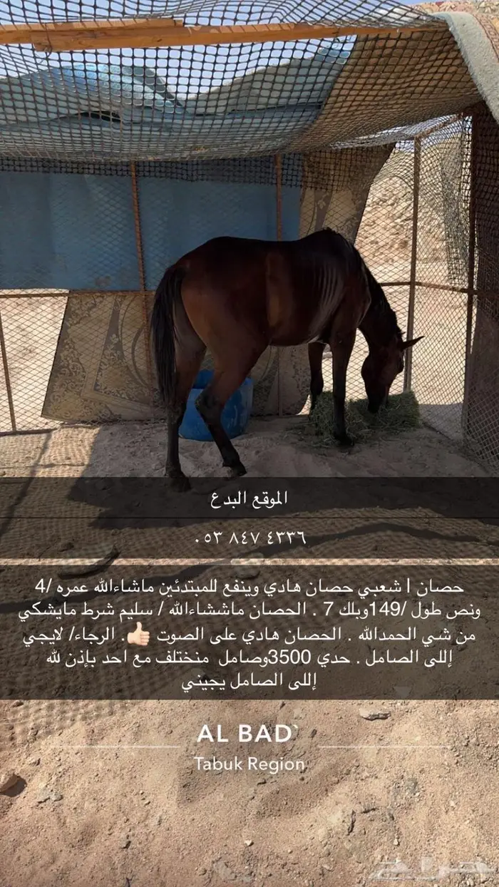 حصان. ماشاءالله 0