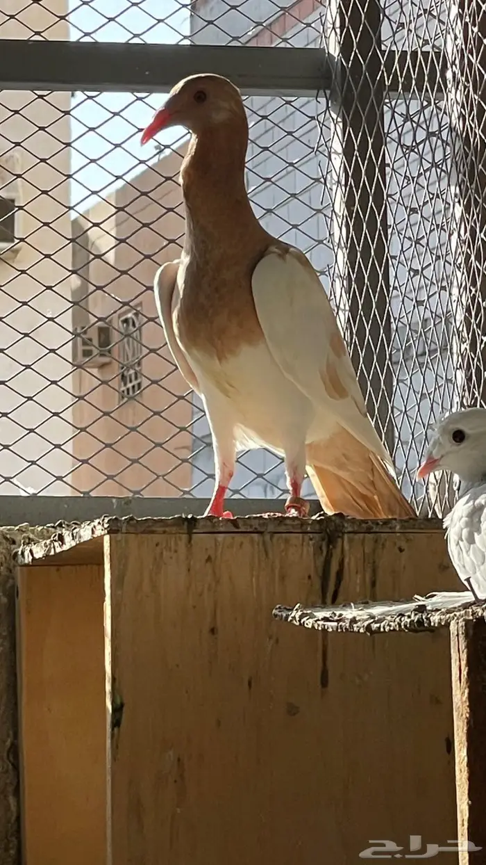حمام زينه انواع طيبه ومستويات 23