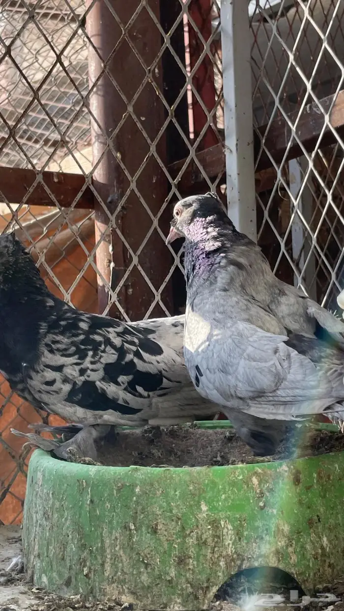 حمام زينه انواع طيبه ومستويات 24