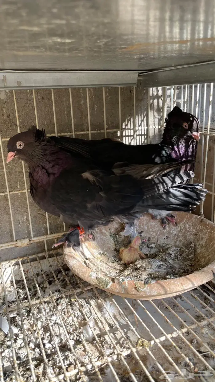 حمام زينه انواع طيبه ومستويات 31
