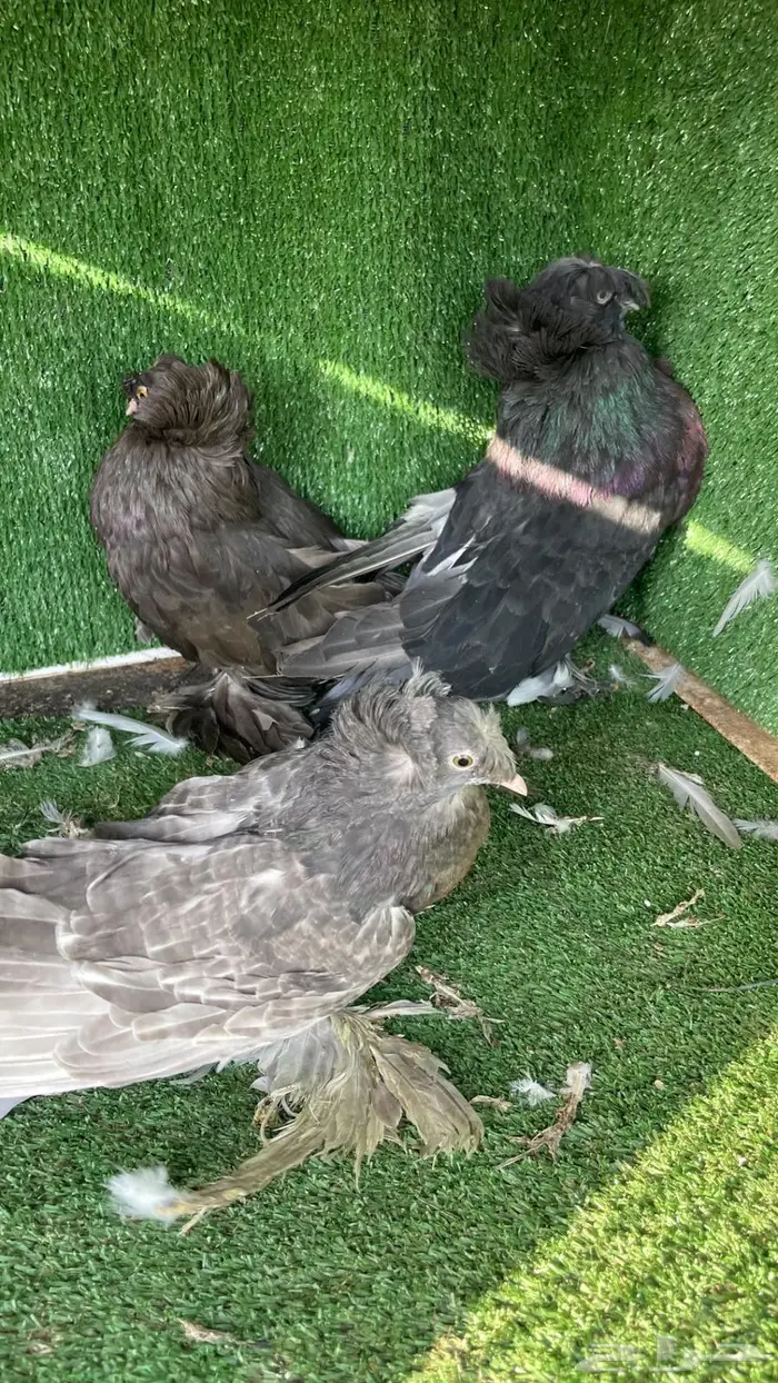 حمام زينه انواع طيبه ومستويات 37