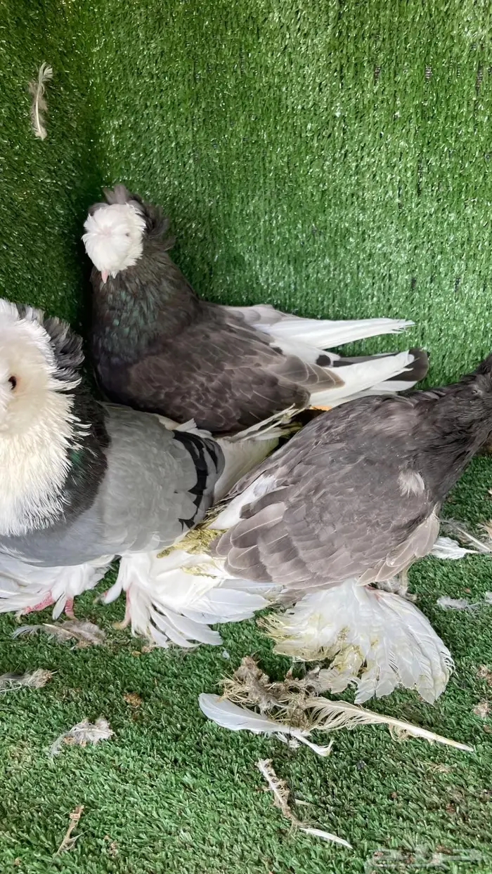 حمام زينه انواع طيبه ومستويات 38
