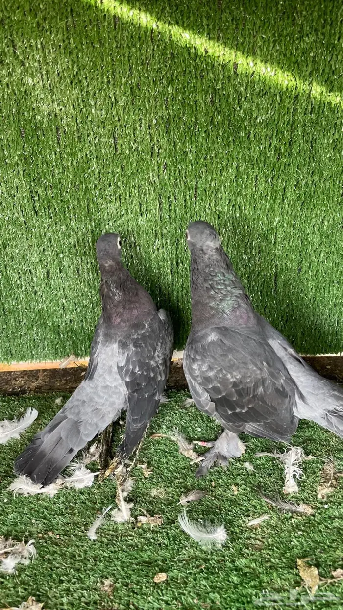 حمام زينه انواع طيبه ومستويات 43