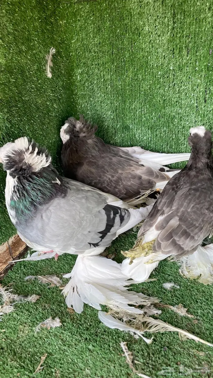 حمام زينه انواع طيبه ومستويات 1