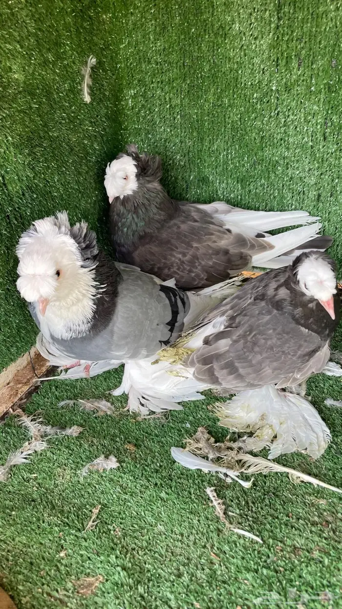 حمام زينه انواع طيبه ومستويات 0