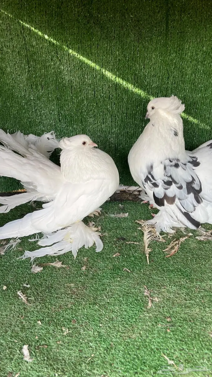 حمام زينه انواع طيبه ومستويات 8