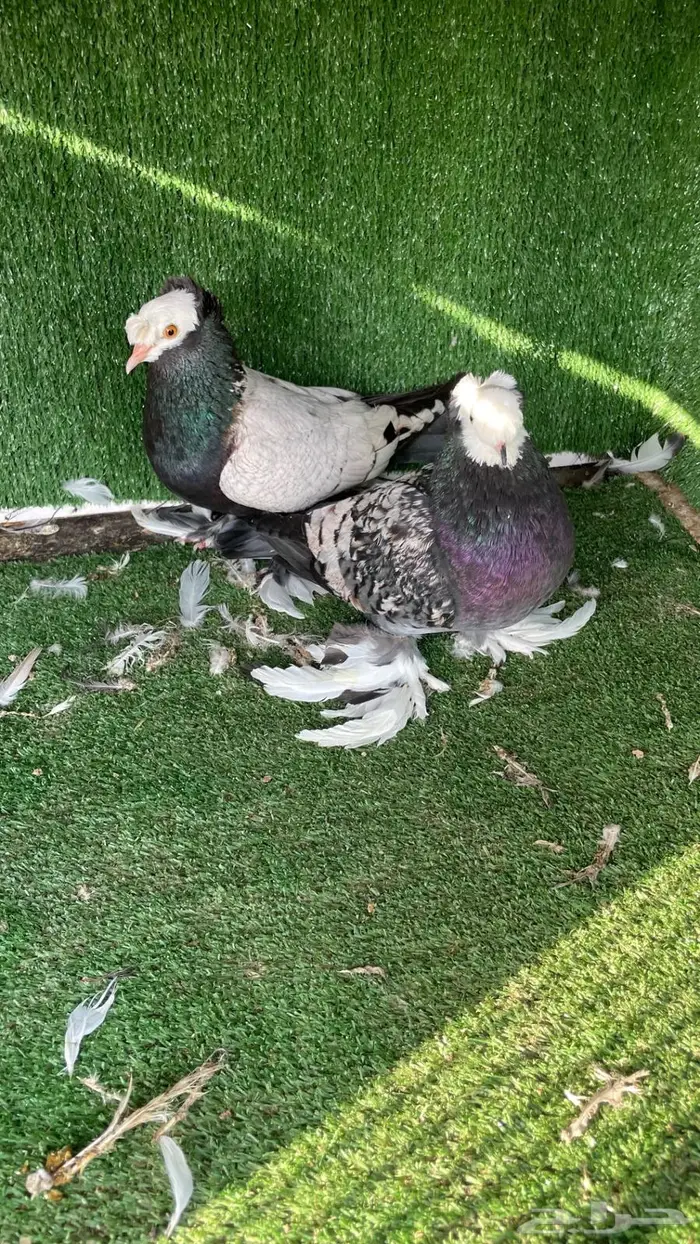 حمام زينه انواع طيبه ومستويات 4