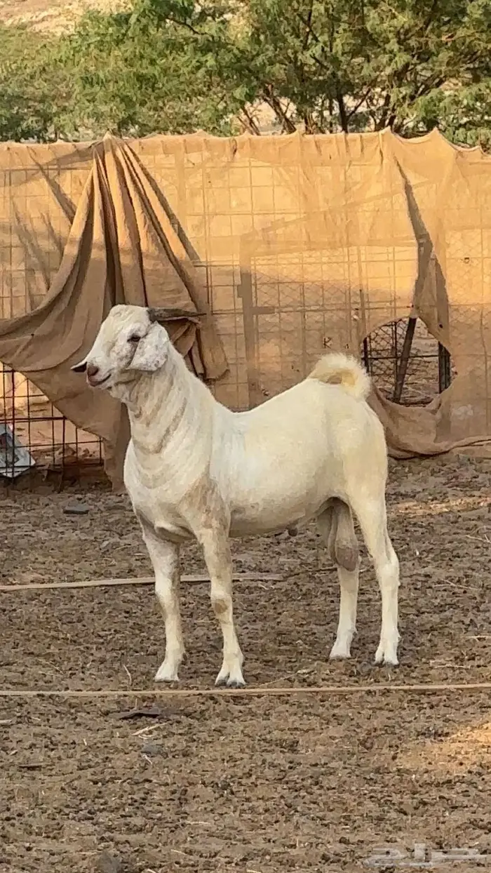 تيس جذع فحل اصهف صنف 2