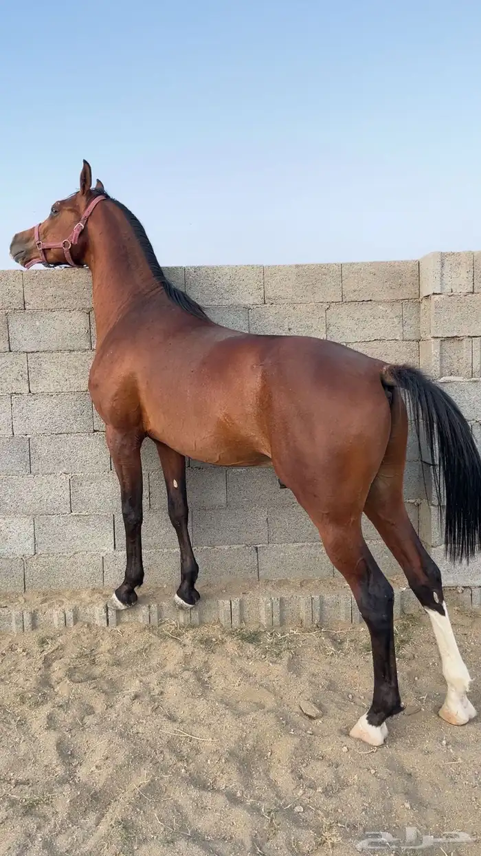 حصان كفو 1