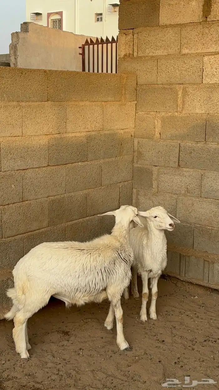 بهم طلي ورخل 7