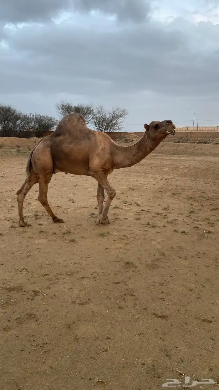 بعير ساحلي منوة القاني 2