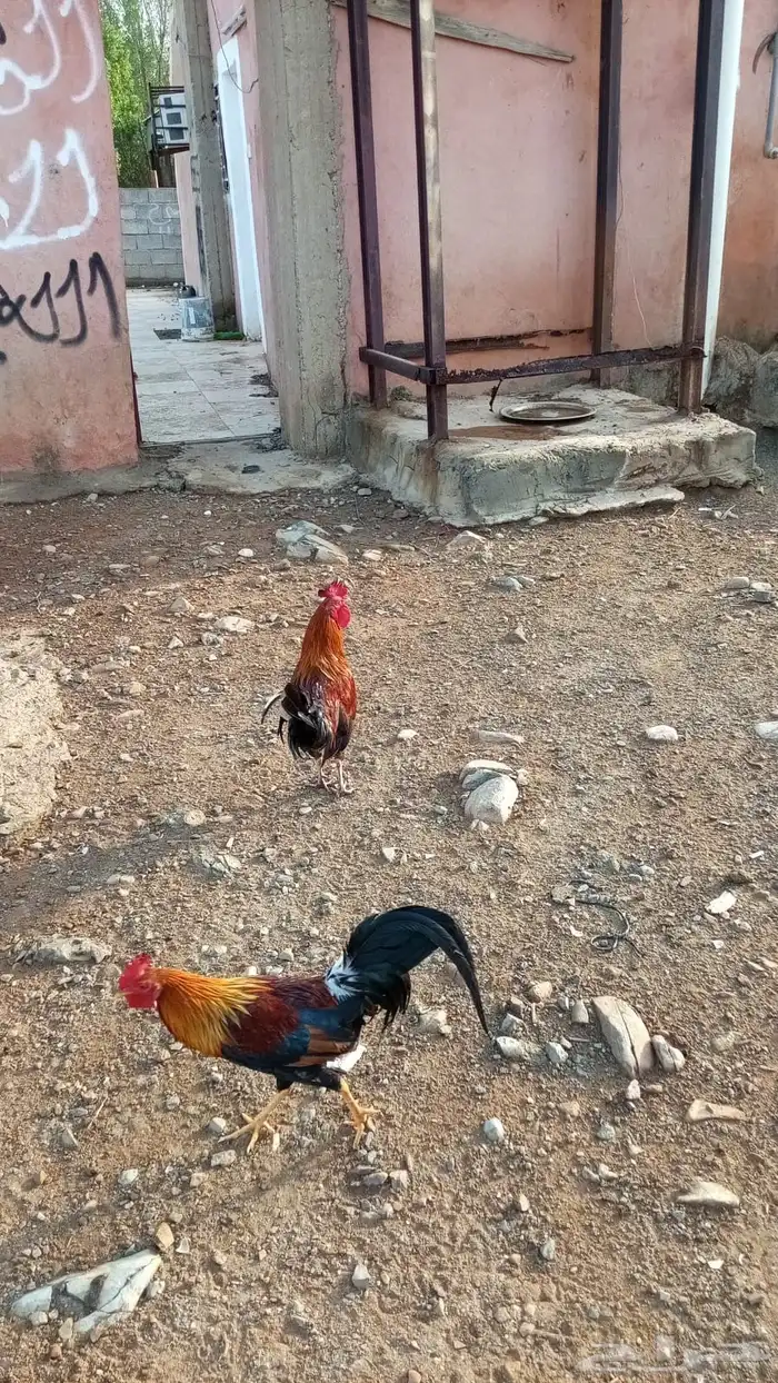 محايل عسير 1