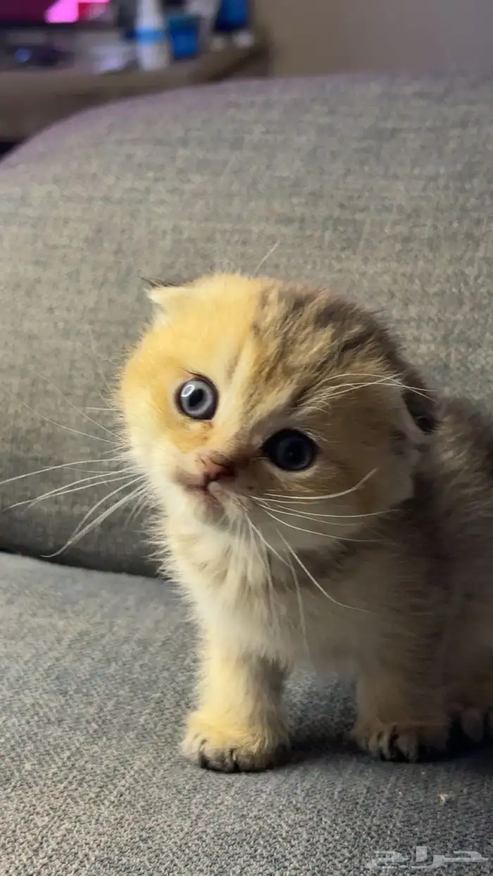 كيتن سكوتش فيلد للبيع 1