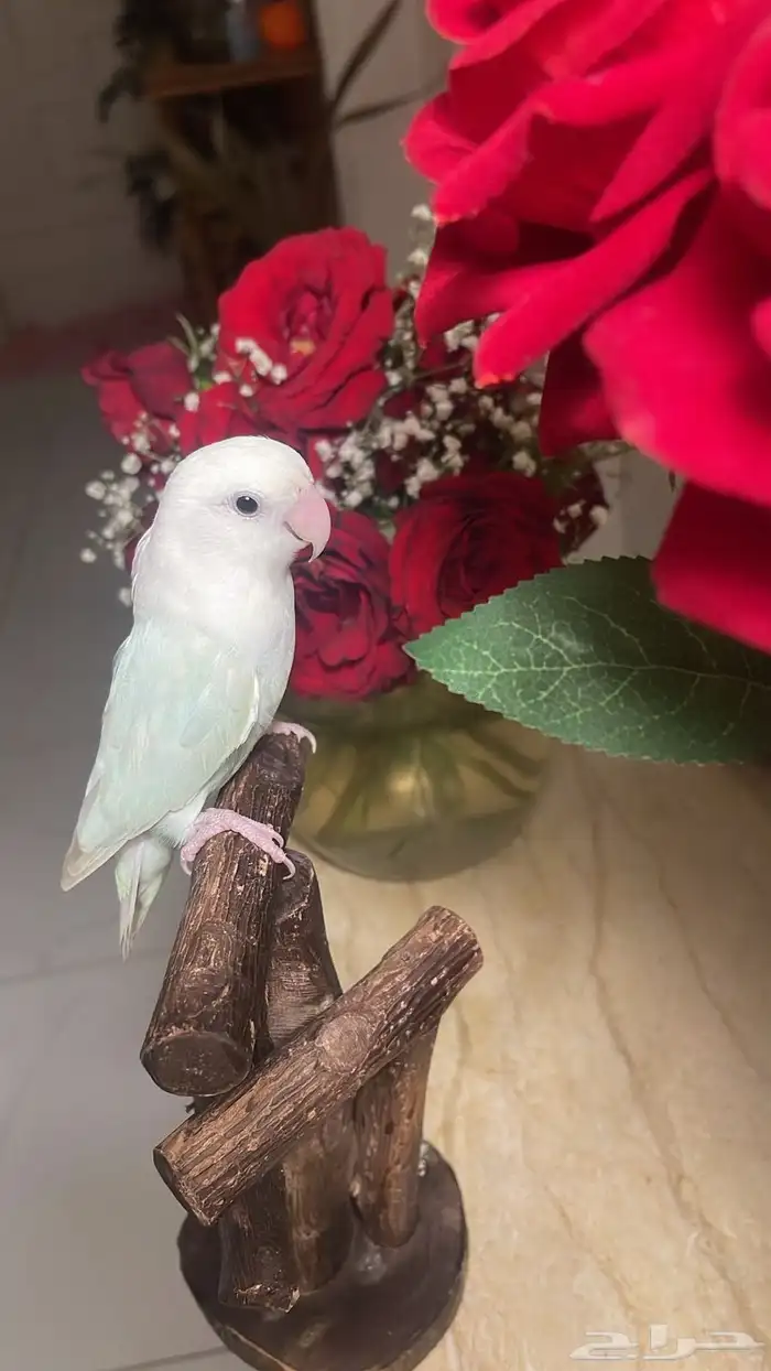 للبيع ببغاء الروز الأليف 7